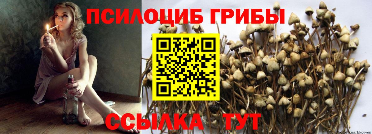 Ижевск  Псилоцибиновые грибы Psilocybe  Вход с VPN 